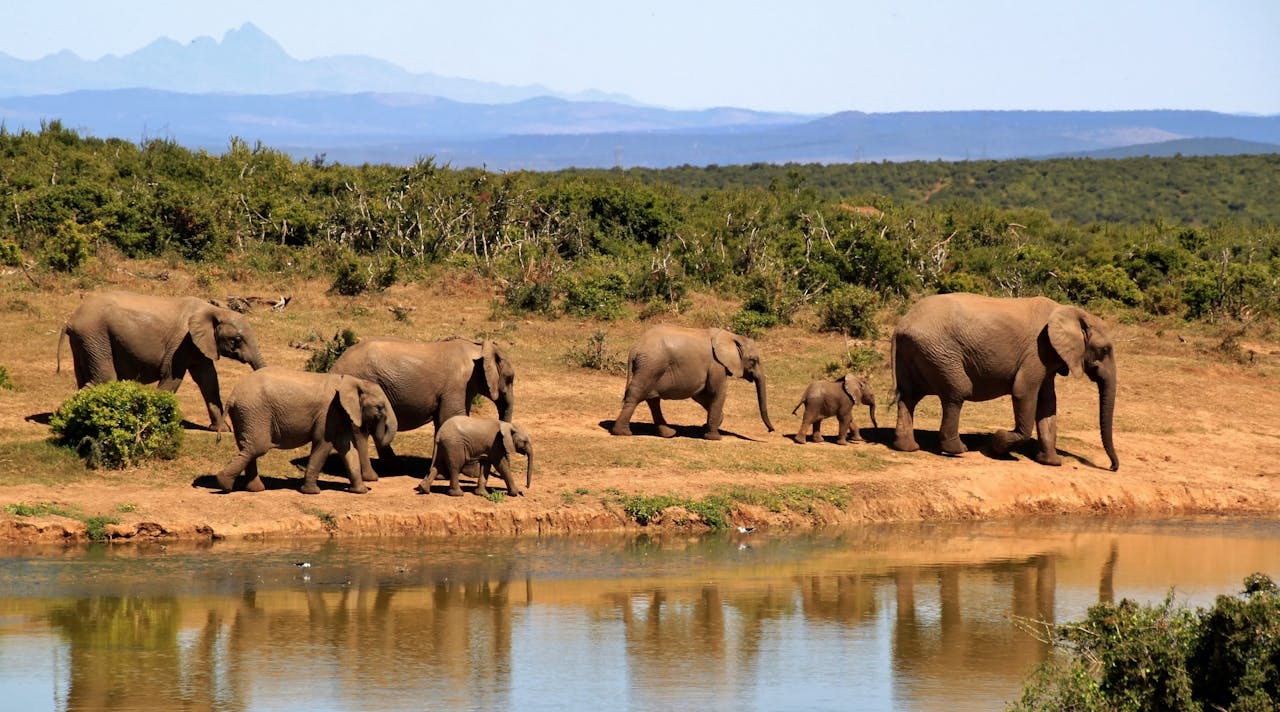 elephant herd of elephants african bush elephant africa 59989.jpeg